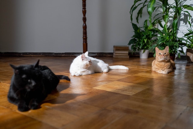 three cats laying on a wooden floor